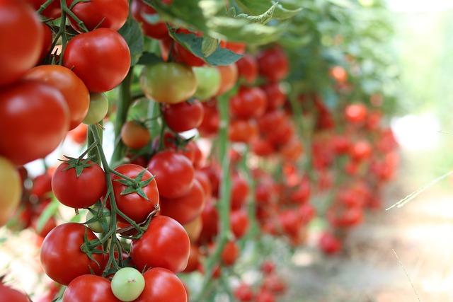 source : https: //pixabay.com/id/photos/tomat-kebun-sayuran-sehat-3016550/